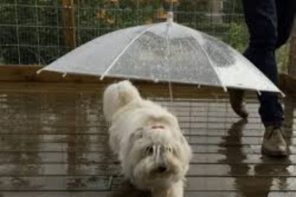 SOMBRILLA PARA MASCOAS