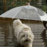 SOMBRILLA PARA MASCOAS